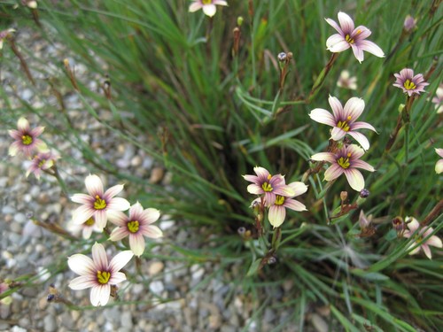 Sisyrinchium biscutella - 5, 'biscutella'