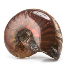 Natural Iridescent Ammonite