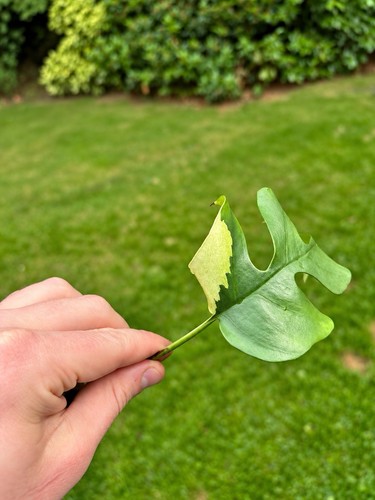 Rhaphidophora tetrasperma albo - rhaphidophora,
