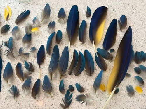Parrot macaw feather crafts - macaw,