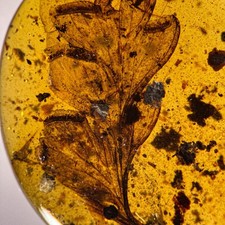 STUNNING LEAF inclusion in