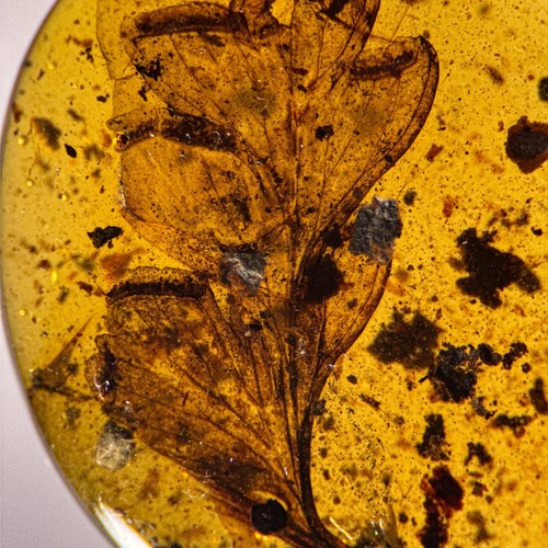 Stunning leaf inclusion - stunning,