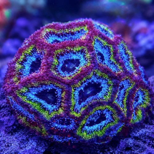 Hulk lord acan live saltwater - live,