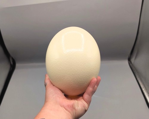 Ostrich egg skulls bones - ostrich, egg,
