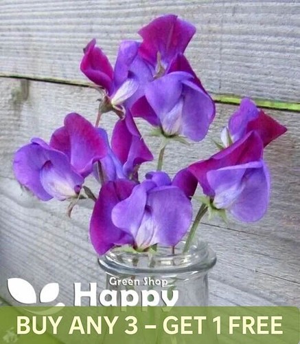 Sweet pea old spice violet - sweet,