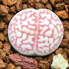 Lithops Karasmontan Living Stones 10 seeds, 20-30C Germinate Rare Succulent seed