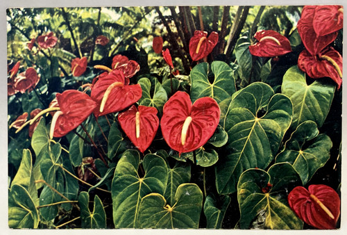 Red anthuriums hawaii - red,