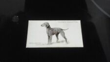Player's . DOGS. By Arthur Wardle .Bedlington Terrier. No 39.