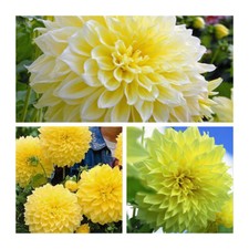 Dahlia Dinnerplate Kelvin