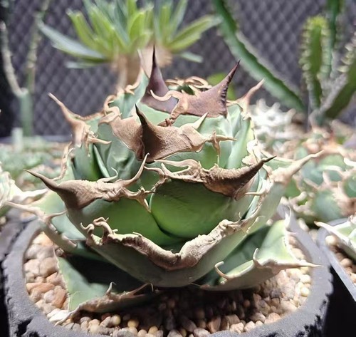 Sale agave titanota black - agave, 'black