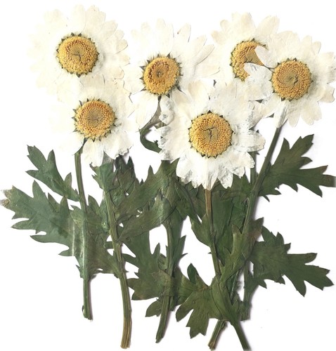 Pressed flowers white - flowers,,