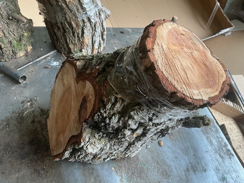 Cedar lebanon wood - of, of