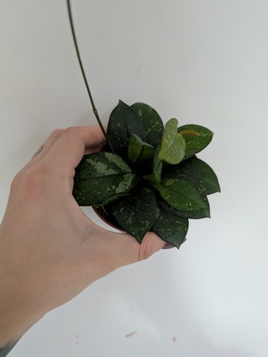 Hoya crassipetiolata splash - hoya,
