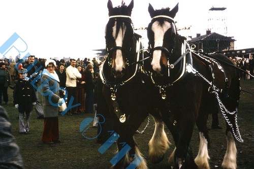Brewery dray horses - , on