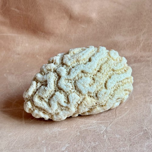 Brain coral specimen from - specimen,