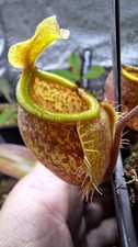 Nepenthes Undulatifolia