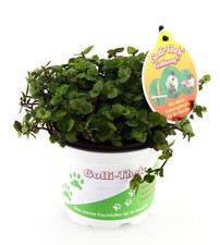 12x Golliwoog (Callisia