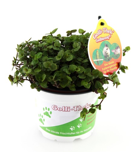 12x golliwoog callisia - golliwoog, (callisia