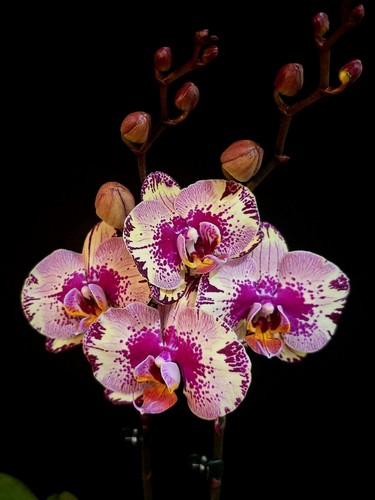 Phalaenopsis splash - phalaenopsis, "splash