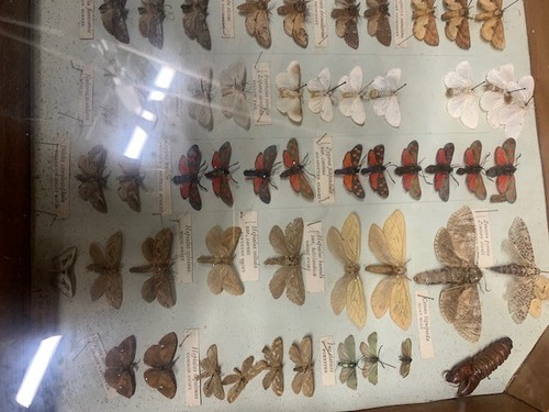 Superb collection of - collection,