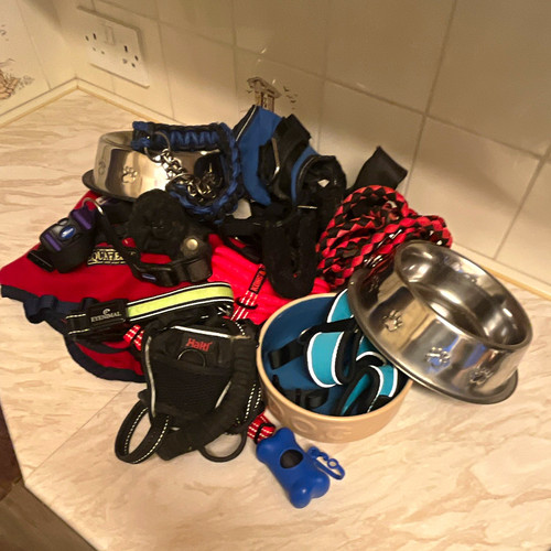 Professional dog walking - professional, &