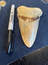 Very Nice Large Megalodon Shark Tooth Lovely Colour