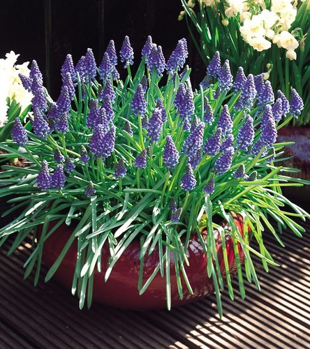 Muscari armeniacum or - armeniacum, 10,25