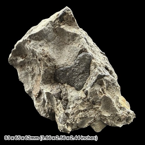 Reptile bone and fish - and, tooth