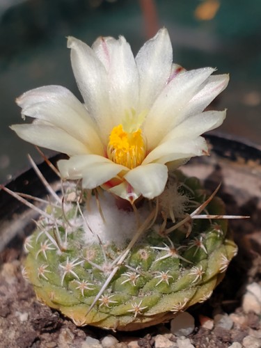 Cactus strombocactus - cactus,