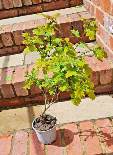 English white oak - tree, cm