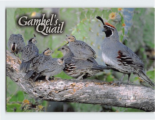 Postcard gambel quail - postcard, gambel's