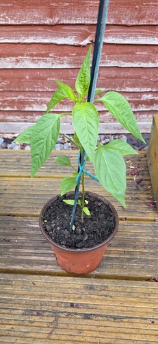 Chilli plug plants - chilli,