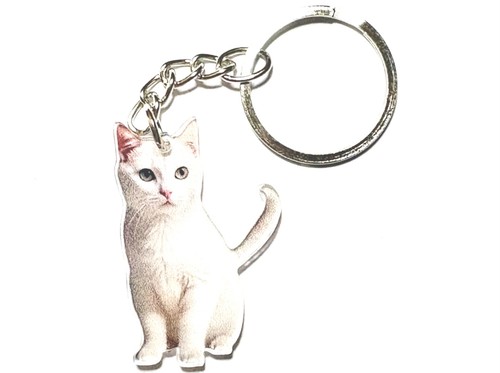 Beautiful little white kitten - white,