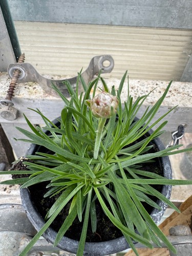 Armeria maritima splendens - 3x,
