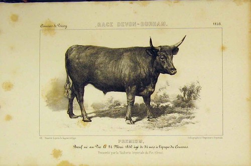 Original old antique print - original,