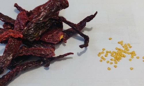 Kashmiri chilli seeds 25 - seeds, x