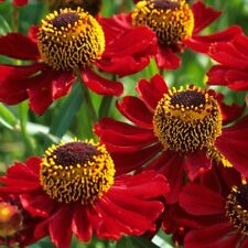 Helenium Rubinzwerg  a 9cm pot