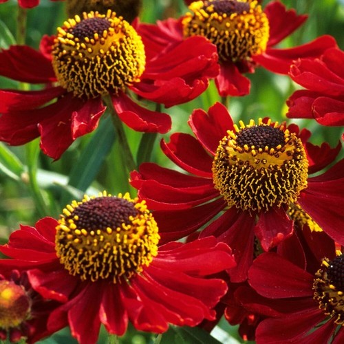 Helenium rubinzwerg 9cm - helenium,