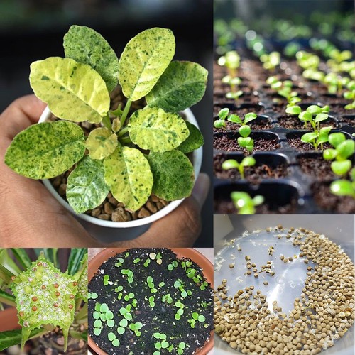 Dorstenia foetida hybrids - foetida,
