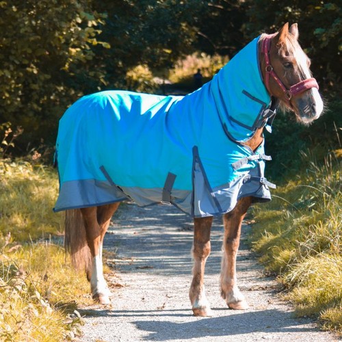 Outdoor winter turnout horse - outdoor,