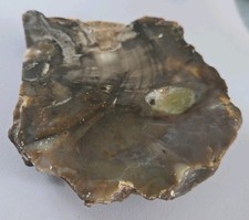Polished Petrified Wood Round