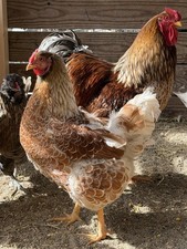 6+ Red laced blue Wyandotte