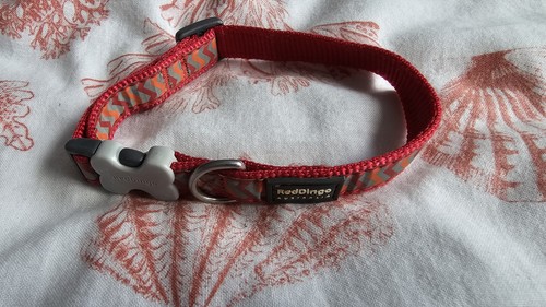 Red dingo bucklebone dog - red,