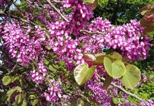 CERCIS SILIQUASTRUM, Judas