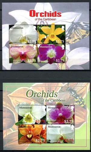 Montserrat 2008 orchids - montserrat,
