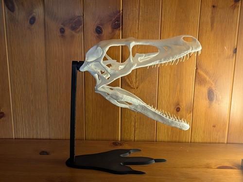 Life size velociraptor - 1:1,