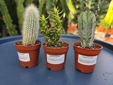 Pugh's Cacti - Mix of 3