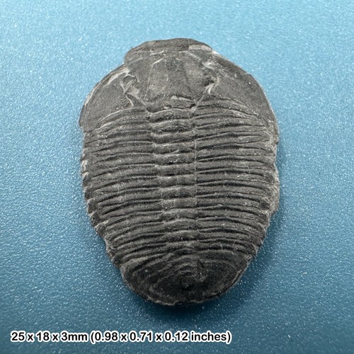 Elrathia kingi trilobite - elrathia,