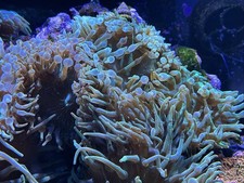 Fluorescent Green Bubble Tip