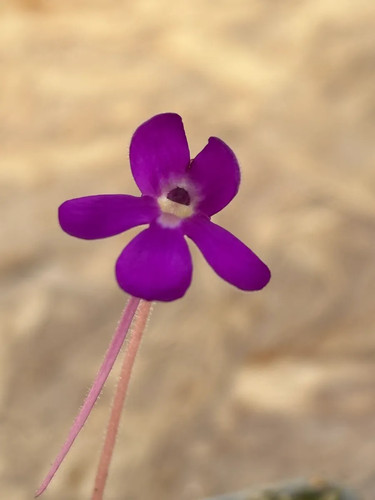Pinguicula kohres gypsicola - kohres,